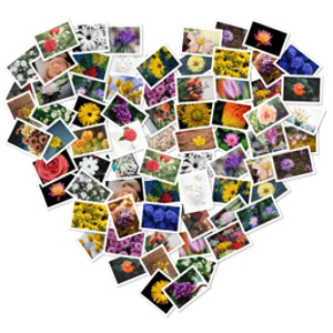 FigrCollage Professional 3.3.6.0 RePack (& Portable) by elchupacabra [Ru/En]